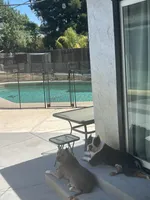 Nova , a female American Bully for sale in Fairfield, CA – Photo 9 of 9