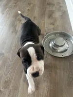 Nova , a female American Bully for sale in Fairfield, CA – Photo 3 of 9