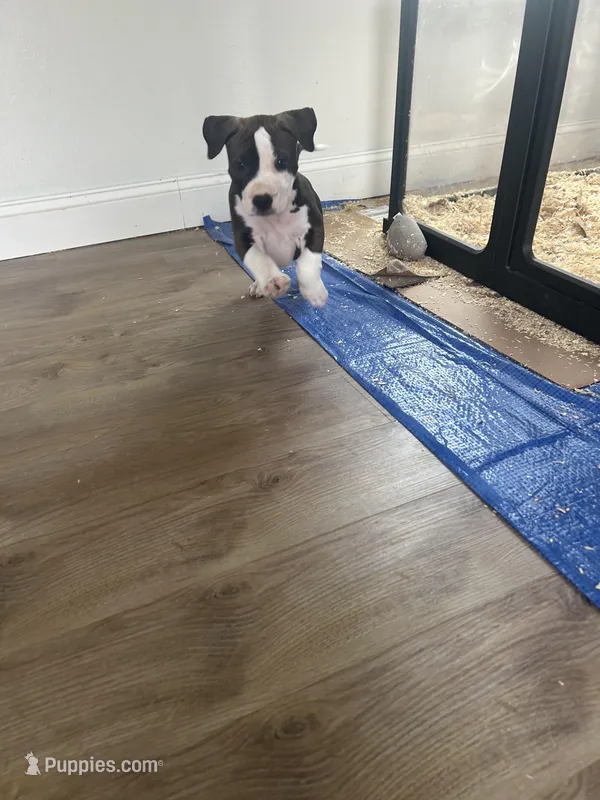 Nova , a female American Bully for sale in Fairfield, CA – Photo 1 of 9
