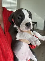 Nova , a female American Bully for sale in Fairfield, CA – Photo 2 of 9