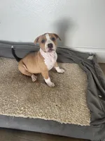 Honey , a female American Bully for sale in Fairfield, CA – Photo 9 of 10