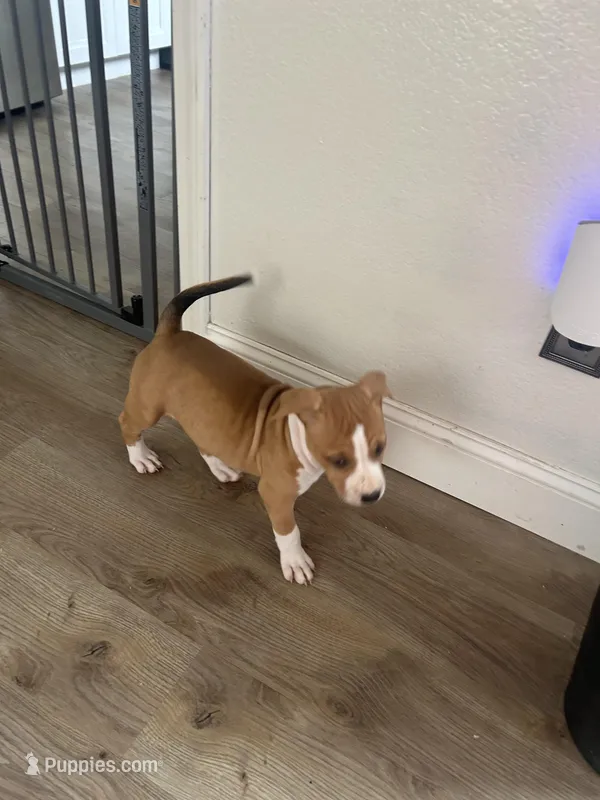 Honey  – American Bully puppy for sale in Fairfield, CA