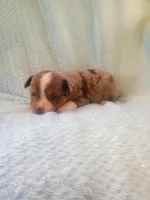 Jax, a male Toy Australian Shepherd for sale in Maysville, KY – Photo 5 of 5