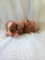 Jax, a male Toy Australian Shepherd for sale in Maysville, KY – Photo 3 of 5