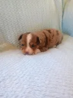 Jax, a male Toy Australian Shepherd for sale in Maysville, KY – Photo 4 of 5