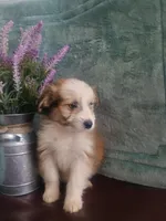 Clover, a male Australian Shepherd and Maltipoo for sale in Maysville, KY – Photo 4 of 4