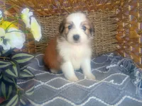 Clover, a male Australian Shepherd and Maltipoo for sale in Maysville, KY – Photo 2 of 5