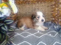 Clover, a male Australian Shepherd and Maltipoo for sale in Maysville, KY – Photo 4 of 5