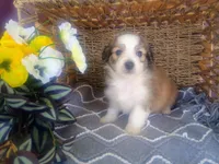 Clover, a male Australian Shepherd and Maltipoo for sale in Maysville, KY – Photo 5 of 5