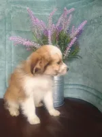 Clover, a male Australian Shepherd and Maltipoo for sale in Maysville, KY – Photo 3 of 4