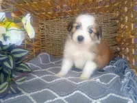 Clover, a male Australian Shepherd and Maltipoo for sale in Maysville, KY – Photo 1 of 5