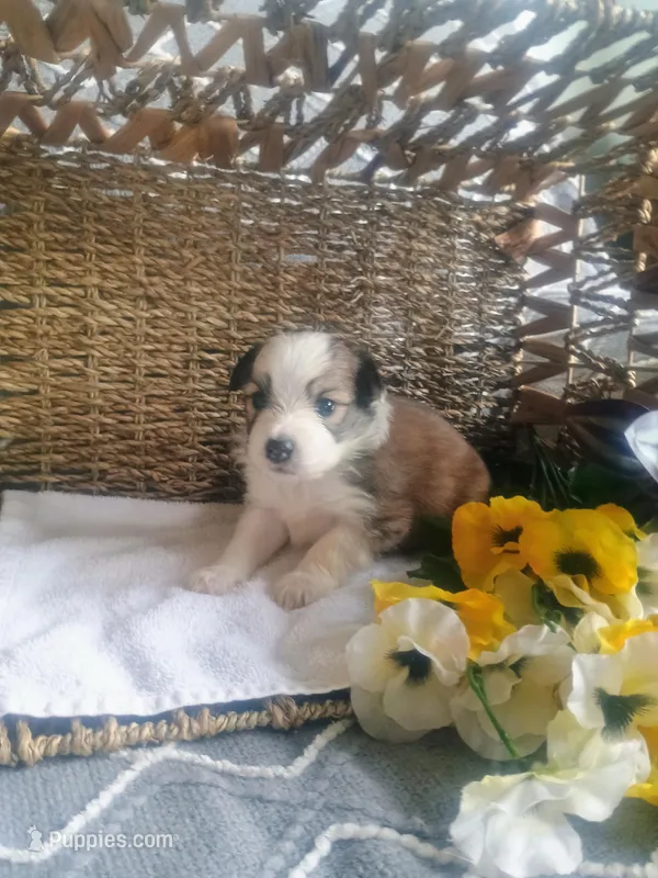 Clover, a male Aussiedoodle for sale in Maysville, KY – Photo 1 of 1