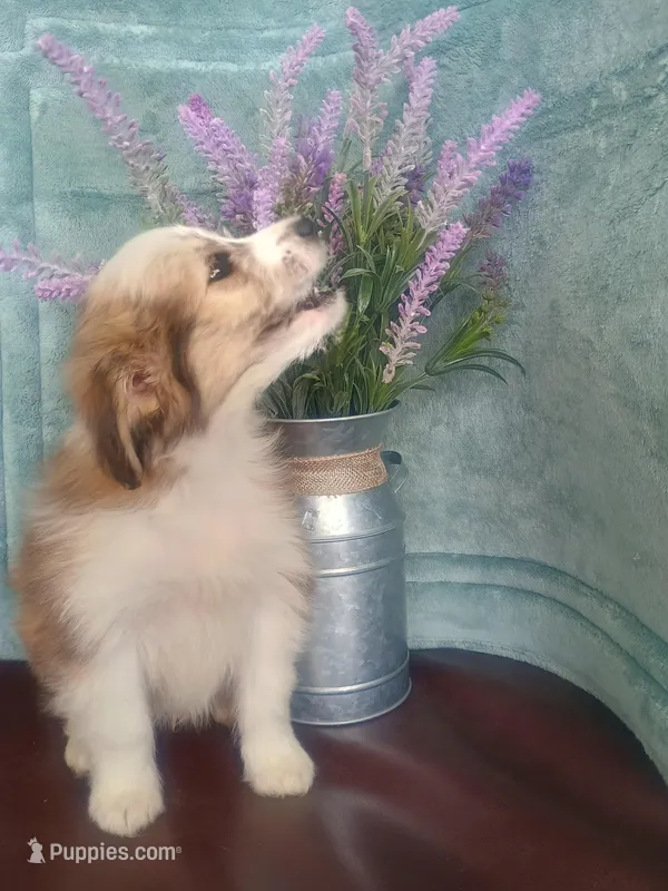 Clover – Australian Shepherd, Maltipoo puppy for sale in Maysville, KY