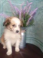 Clover, a male Australian Shepherd and Maltipoo for sale in Maysville, KY – Photo 2 of 4