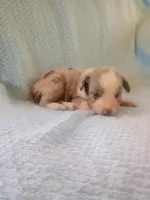 Drew, a male Toy Australian Shepherd for sale in Maysville, KY – Photo 2 of 5