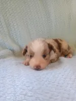 Drew, a male Toy Australian Shepherd for sale in Maysville, KY – Photo 1 of 5