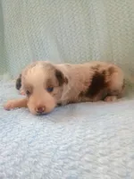 Drew, a male Toy Australian Shepherd for sale in Maysville, KY – Photo 4 of 5