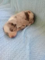 Drew, a male Toy Australian Shepherd for sale in Maysville, KY – Photo 3 of 5