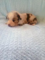 Drew, a male Toy Australian Shepherd for sale in Maysville, KY – Photo 5 of 5