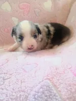 Belle, a female Toy Australian Shepherd for sale in Maysville, KY – Photo 1 of 6