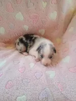 Belle, a female Toy Australian Shepherd for sale in Maysville, KY – Photo 6 of 6