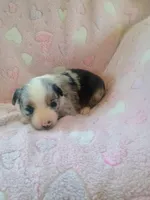 Belle, a female Toy Australian Shepherd for sale in Maysville, KY – Photo 4 of 6