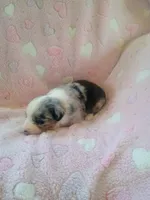 Belle, a female Toy Australian Shepherd for sale in Maysville, KY – Photo 3 of 6