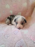 Belle, a female Toy Australian Shepherd for sale in Maysville, KY – Photo 5 of 6