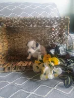 Lotus, a male Aussiedoodle for sale in Maysville, KY – Photo 2 of 4