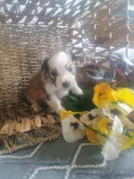 Lotus, a male Aussiedoodle for sale in Maysville, KY – Photo 4 of 4