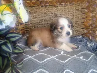 Lotus, a male Australian Shepherd and Maltipoo for sale in Maysville, KY – Photo 4 of 4