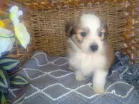 Lotus, a male Australian Shepherd and Maltipoo for sale in Maysville, KY – Photo 3 of 4
