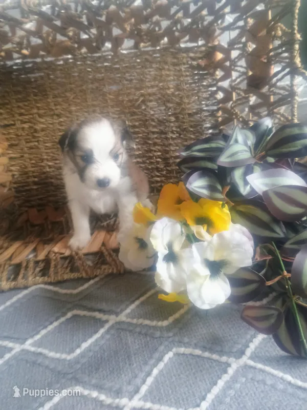 Lotus, a male Aussiedoodle for sale in Maysville, KY – Photo 1 of 4