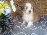 Lotus, a male Australian Shepherd and Maltipoo for sale in Maysville, KY – Photo 1 of 4