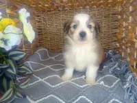 Lotus, a male Australian Shepherd and Maltipoo for sale in Maysville, KY – Photo 2 of 4