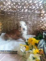 Violet , a female Aussiedoodle for sale in Maysville, KY – Photo 5 of 5