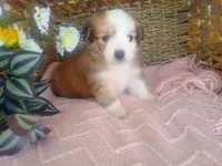 Violet , a female Australian Shepherd and Maltipoo for sale in Maysville, KY – Photo 2 of 4