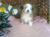 Violet , a female Australian Shepherd and Maltipoo for sale in Maysville, KY – Photo 4 of 4