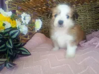 Violet , a female Australian Shepherd and Maltipoo for sale in Maysville, KY – Photo 3 of 4