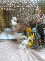 Violet , a female Aussiedoodle for sale in Maysville, KY – Photo 3 of 5