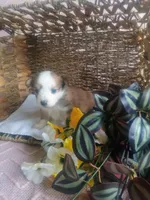 Violet , a female Aussiedoodle for sale in Maysville, KY – Photo 2 of 5