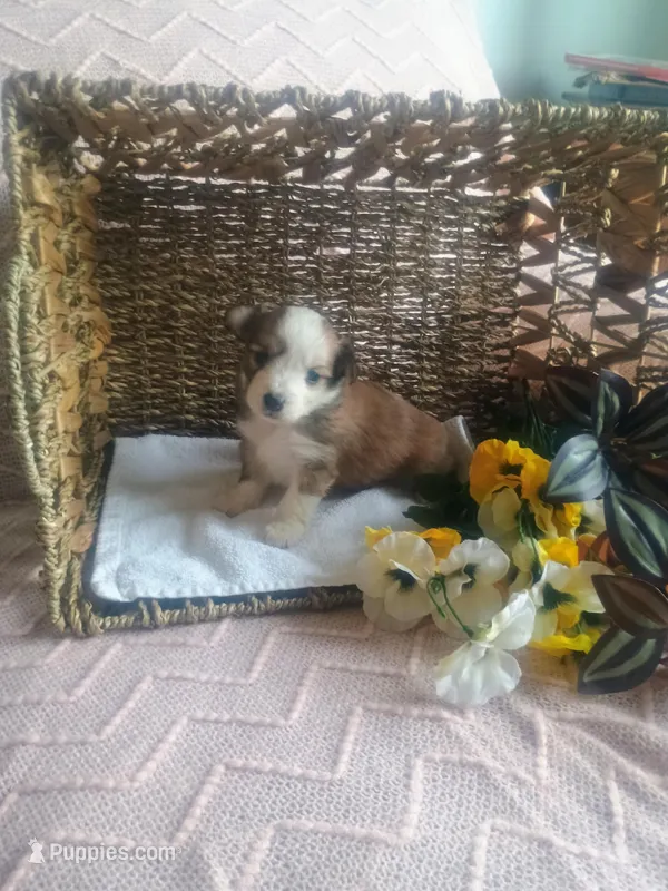 Violet , a female Aussiedoodle for sale in Maysville, KY – Photo 1 of 5