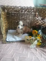 Violet , a female Aussiedoodle for sale in Maysville, KY – Photo 1 of 5