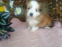 Violet , a female Australian Shepherd and Maltipoo for sale in Maysville, KY – Photo 1 of 4