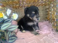 Lily, a female Australian Shepherd and Maltipoo for sale in Maysville, KY – Photo 3 of 4