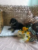 Lily, a female Aussiedoodle for sale in Maysville, KY – Photo 3 of 5