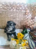 Lily, a female Aussiedoodle for sale in Maysville, KY – Photo 5 of 5