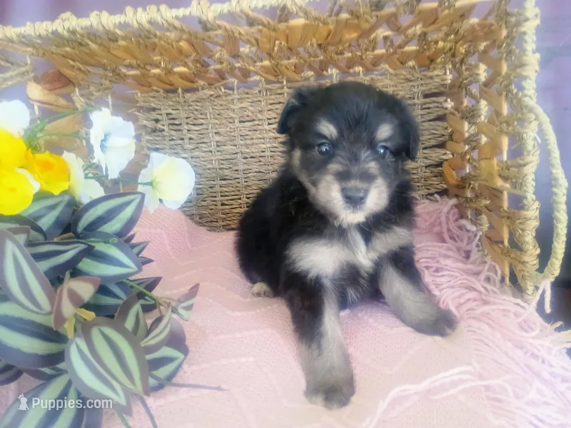 Lily – Aussiedoodle puppy for sale in Maysville, KY