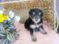 Lily, a female Australian Shepherd and Maltipoo for sale in Maysville, KY – Photo 1 of 4