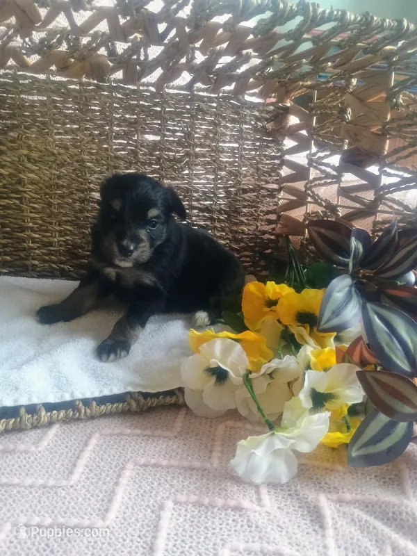 Lily, a female Aussiedoodle for sale in Maysville, KY – Photo 1 of 5